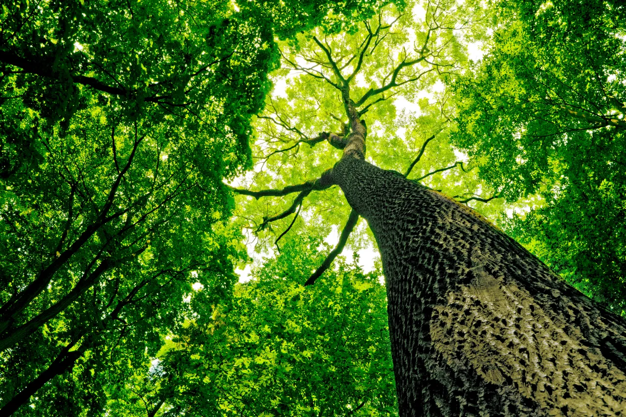 Corporate Social Responsibility