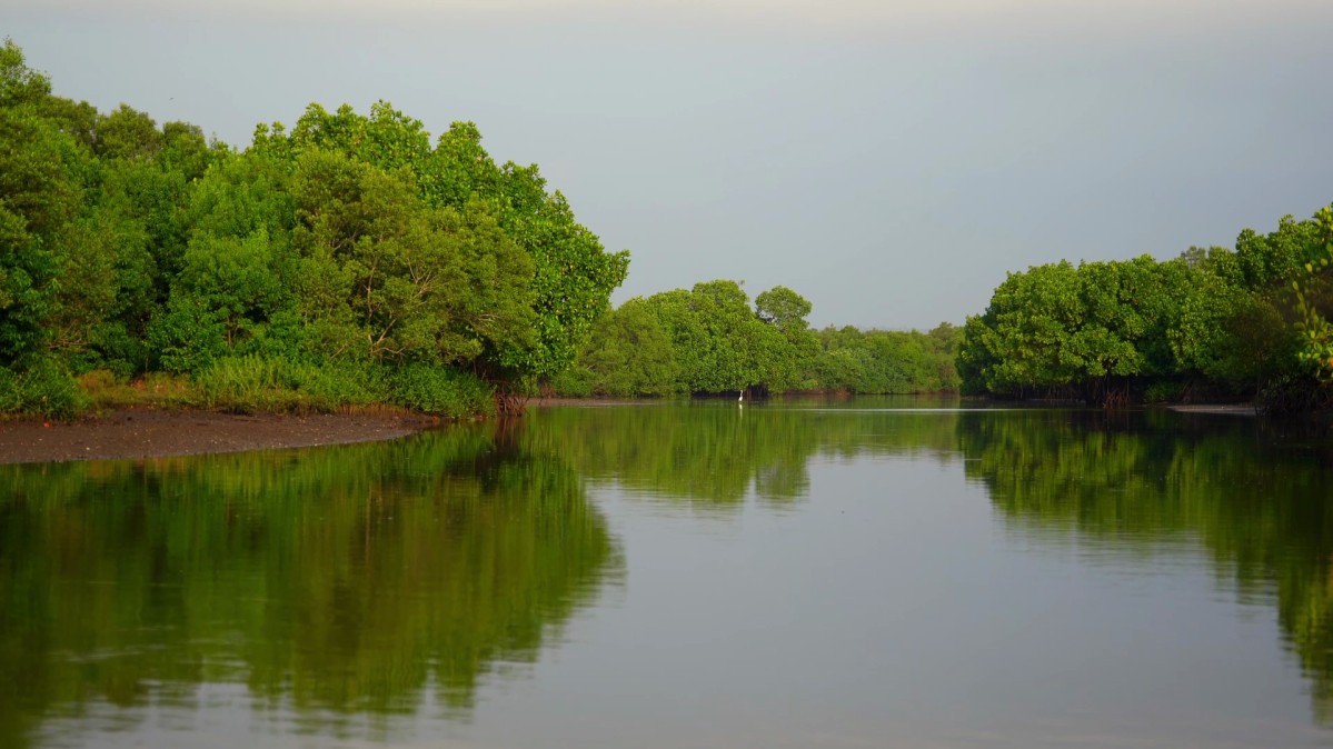 スリランカのマングローブ林の再生 ‐気候への投資